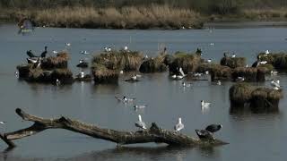 MOUETTE RieusePrintempsColonie BruyanteQuerelles  BRUITX [upl. by Nosnibor]