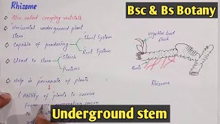 Underground stem  Tubers Rhizome Bulb And Corms  Class Bsc Botany [upl. by Peatroy]