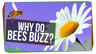 Why Do Bees Buzz [upl. by Euqinor]