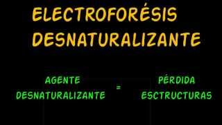 Electroforesis Desnaturalizante SDS PAGE [upl. by Alpers]