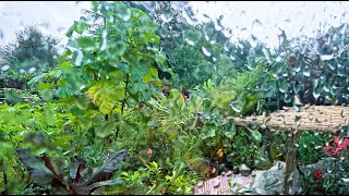 Understanding the best way to water your garden [upl. by Inaboy]