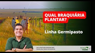 Qual Braquiária plantar  Linha Germipasto [upl. by Ehcsrop]