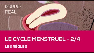 Le cycle menstruel  Les règles [upl. by Ylurt]