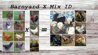 Cross Breed and Barnyard Mix Chicken ID Barred Rock Isa Brown Cochin Leghorn [upl. by Anwahsak280]