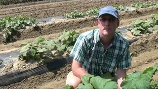 Owls Eye Pumpkin  Creating a New Organic Variety Through Hybridization [upl. by Mou]