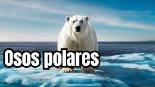 No vas a creer cuánto tiempo pueden sobrevivir los osos polares [upl. by Reifel211]