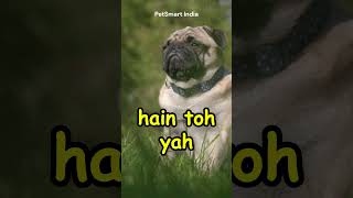 Tips Before Getting a Pug pug PetSmart India [upl. by Laith]