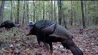 Three wild turkey gobblers in the Alabama woods November 2024 [upl. by Eulalee]