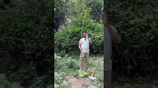 3 years old mango 🥭 Tree treechallenge planttrees plantatree 🌳 planted by Trees plants info [upl. by Renruojos]