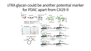 sTRA glycan could be the potential biomarker for pancreatic cancer apart from CA199 Code 693 [upl. by Katlaps]