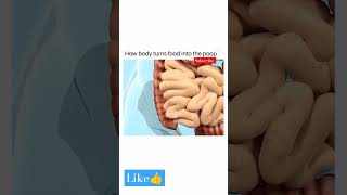 DIGESTION AND ABSORPTIONNCERT NEET  BOARDS  HOW FOOD CONVERT INTO POOP 💩💩trending viral [upl. by Adnam]