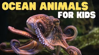 Ocean Animals for Kids  Learn all about the Animals and Plants that Live in the Ocean [upl. by Brott]