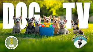 Dog TV for Dogs to Watch 🐶 Enjoy Cute Little Dogs Playing Funny with Colorful Toys 🎵 Puppies TV [upl. by Emelda885]