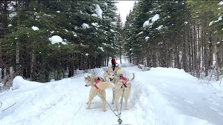 🇨🇦Winter Wonderland⛄❄ Dog Sledding Experience 🐶🐾 Hôtel de GlaceIce Hotel🧊☃️ in Quebec Feb 2023 [upl. by Alebasi658]