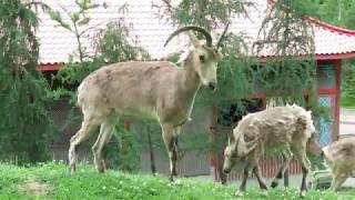 Yanghir  Siberian ibex  Zoo sauvage de St Félicien [upl. by Esined]