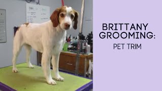 Brittany Grooming Pet Clip [upl. by Gniy]