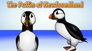 The Puffin Song  Puffin of Newfoundland [upl. by Ahab]