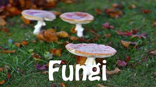 How To Pronounce Fungi [upl. by Rorry]