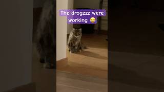 Cat on drugs 😂  funnyanimals funnycats funnypets catlover petvlogs petvlogger vetvisit [upl. by Normi]