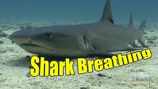 How Do Sharks Breathe  SHARK ACADEMY [upl. by Rehpotsrik]