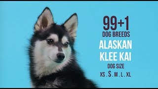 Alaskan Klee Kai  991 Dog Breeds [upl. by Lilyan]