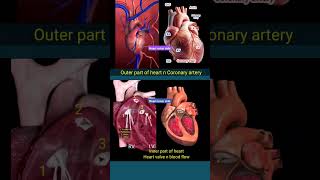 Heart anatomy l Inner and outer parts of heart l हार्ट shorts [upl. by Aysan]