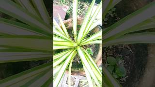 Pandanus Veitchii commonly known as the quotScrew Pinequot plant propagation amp care gardening shorts [upl. by Llerrahs]