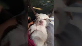 Chella kutti 🧿❤️youtube puppy animallover music love tamilsong [upl. by Yelad339]