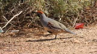 Gambel’s Quail [upl. by Elocal194]