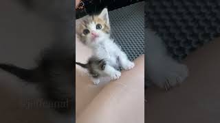 LMAO 🤣 shortvideo funny funnypetschannel catvideos cat petschannel yourcat [upl. by Nnylg353]