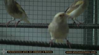 Aviario de Jose 2010bmp4 [upl. by Imoin219]