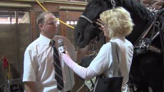 Susan Kayne with Ross Honsberger at The Big E Draft Horse Show [upl. by Ainahtan]