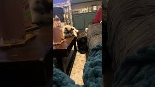 Gimme attention 🐱💘 Ragdoll cat wants the dogs attention [upl. by Corso]