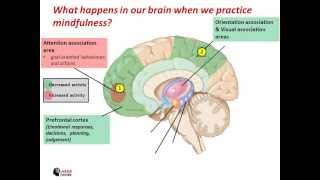 What happens in our brain when we practice mindfulness [upl. by Hahnert282]