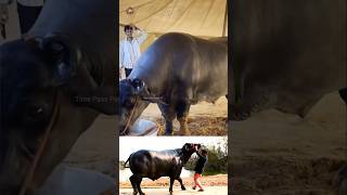 😳எருமையின் விலை ரூ 23 கோடி😱😱 1500 kg buffalo😳 Time Pass Panda YT buffalo record shocking [upl. by Mesics]