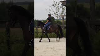 séance commentée avec ma jument cheval horse shortswithzita [upl. by Suruat]