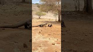 A Komodo dragon with an injured leg😨komodo animals wildanimals [upl. by Ardiekal253]