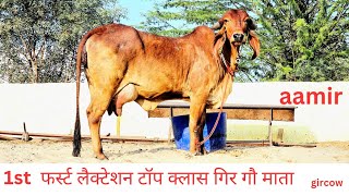 1st lactation गिरगाय gircow at kishangarh Aravali dairy farm 16 liter 9414745465 [upl. by Gerick724]