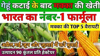 गेहूं कटाई के बाद मक्का की खेती कैसे करे । Makka kheti ki jankari Makka ki khetiMaize cultivation [upl. by Abad]