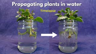 Propagating plants in water Timelapse 20 day  Propagate Stem Cuttings In Water [upl. by Seluj]