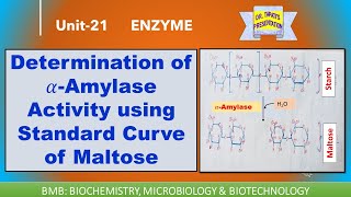 Determination of 𝛼Amylase Activity using Standard Curve of Maltose  DNS Method  Enzymes 21 [upl. by Cinderella]