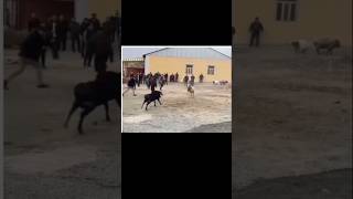 2 Men x 2 Sheeps BooM BooM  Funny Video [upl. by Nura]