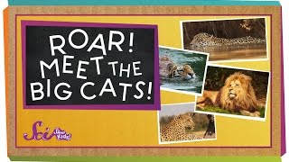 Roar Meet the Big Cats  Animal Science for Kids [upl. by Josephine]