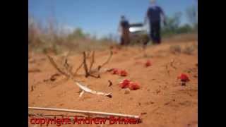 Velvet Mites  Phylum Arthropoda Class Arachnida Family Trombidiidae [upl. by Yeldah]