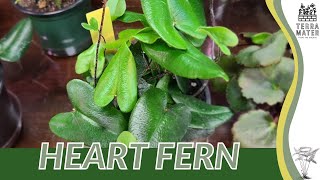 HEART FERN Information Description amp More Hemionitis arifolia [upl. by Camile930]