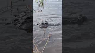 Alligator Chomping on Something Tasty  Everglades USA [upl. by Noy837]