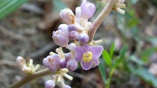 Ophiopogon Japonicus medicinal plant [upl. by Ahsekahs925]