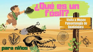 ¿Qué es un fósil para niños visita al museo de paleontología de Guadalajara [upl. by Tnirb]