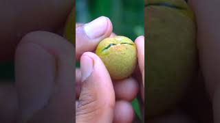 Longan Fruit Picking  লংগান ফল longan shorts [upl. by Notlrak]