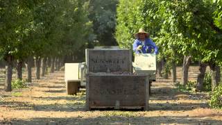 Prunes California Sunshine in Every Bite How We Make Dried PlumsPrunes [upl. by Lairbag760]